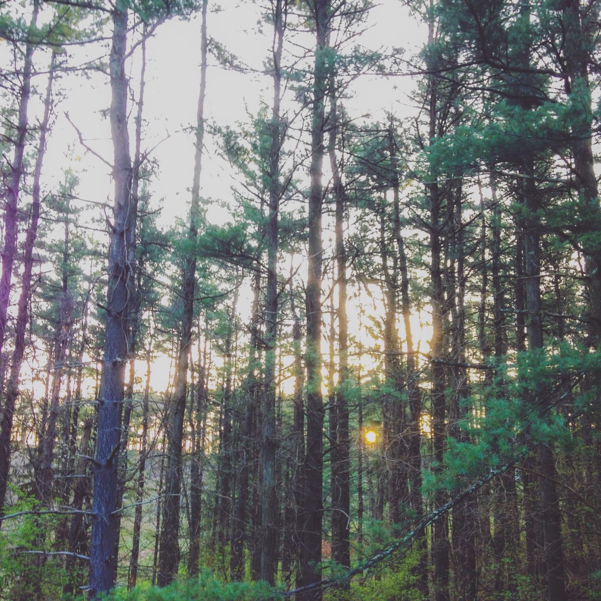 forest sunrise